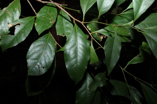 Cryptocarya sclerophylla
