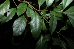 Cryptocarya sclerophylla