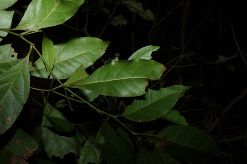 Cryptocarya sclerophylla, photograph 1