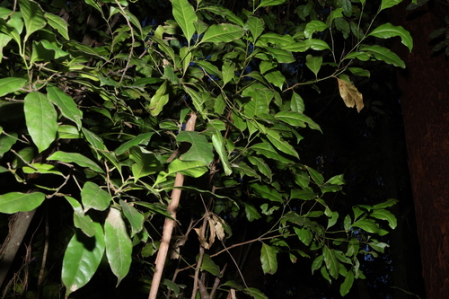 Cryptocarya sclerophylla, photograph 2