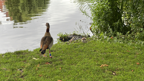 Egyptian Goose