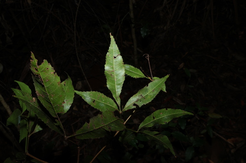 Pseudoweinmannia lachnocarpa, photograph 6