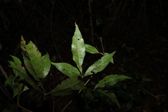 Pseudoweinmannia lachnocarpa, photograph (c) Greg Tasney, some rights reserved (CC BY-SA)