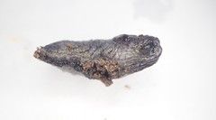 Tandonia