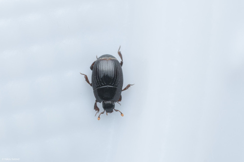 Carcinops pumilio