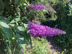 (c) Nick Butcher, some rights reserved (CC BY) Butterfly bush