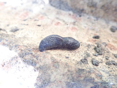 Tandonia