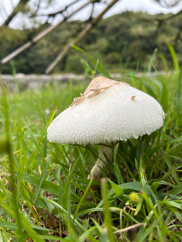 Green-spored Parasol