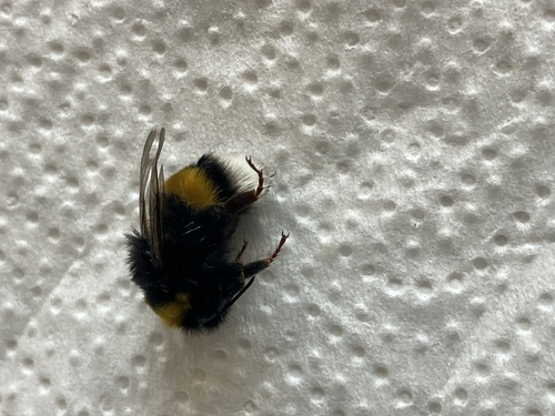 Buff-tailed Bumble Bee