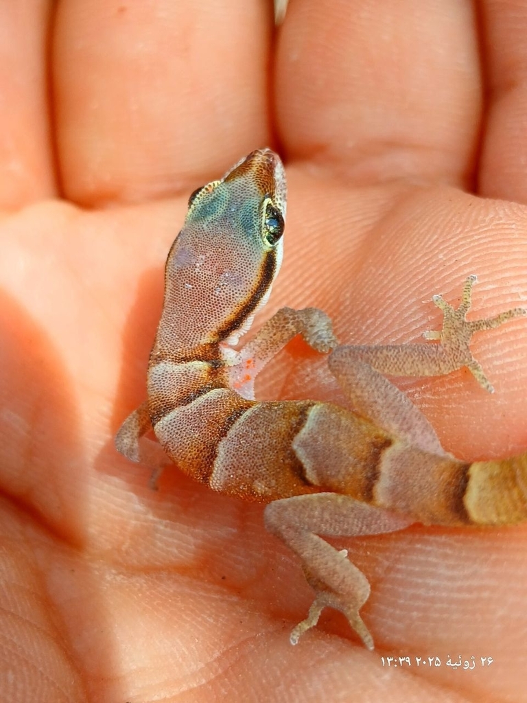 Persian Sand Gecko