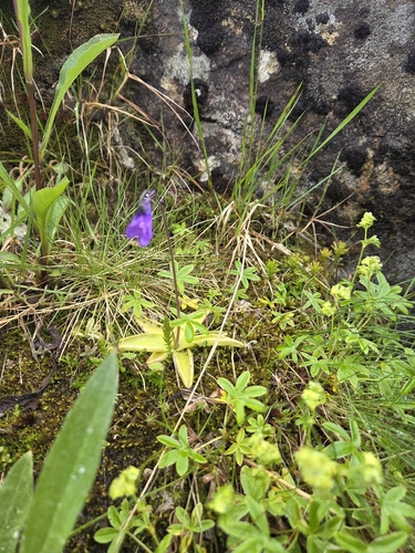 Common Butterwort