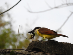 Pitangus sulphuratus