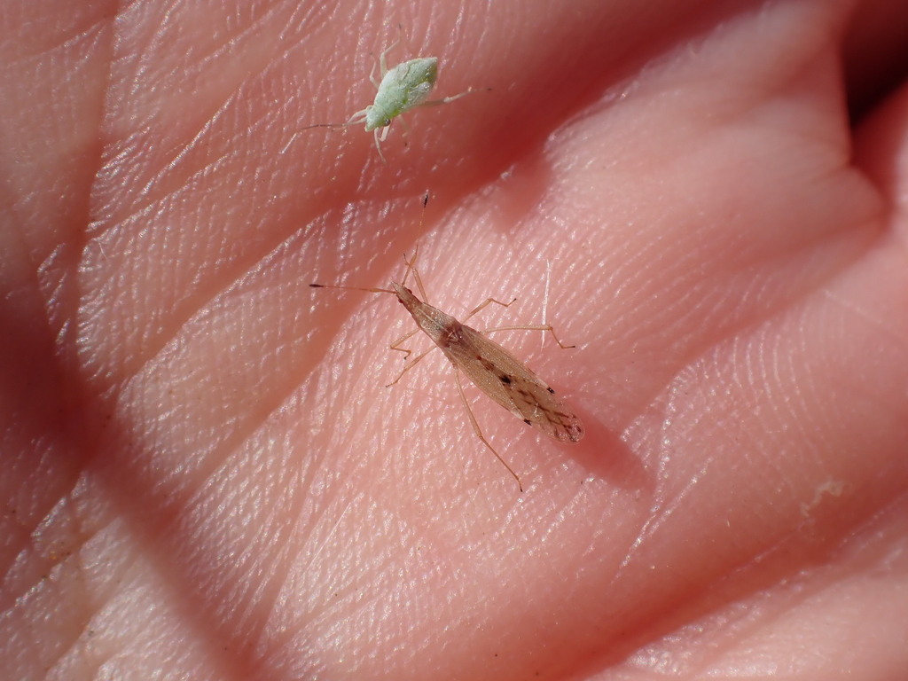 Berytinus striola