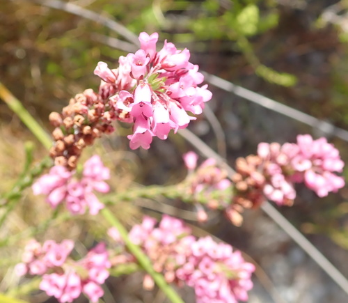 Image of Erica longiaristata by no rights reserved