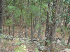 Sciurus nayaritensis