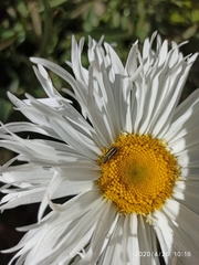 Astylus vittaticollis