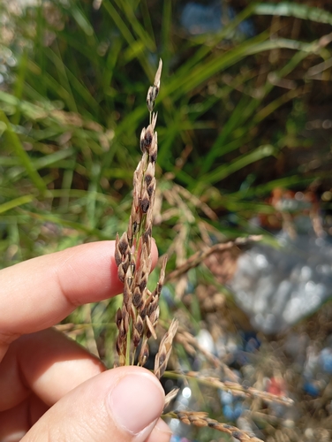 Johnson grass