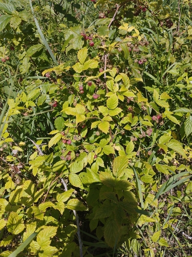 red raspberry