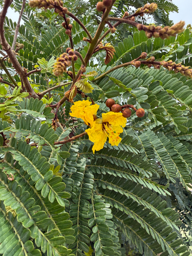 Yellow Flame Tree