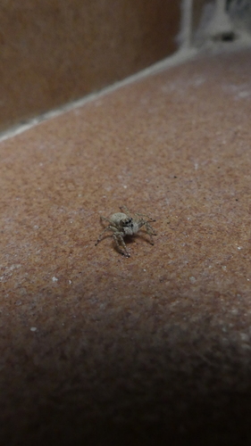 Half-edged Wall Jumping Spider