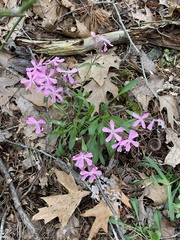Silene caroliniana