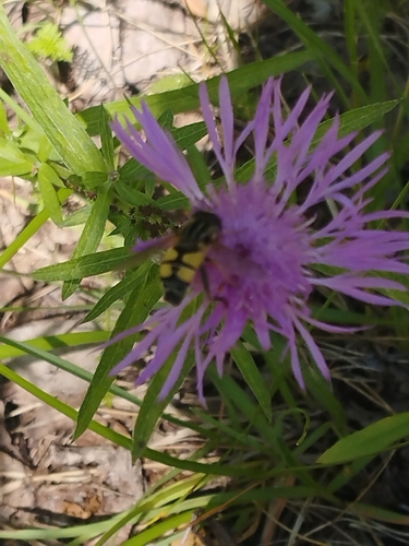 Trivittate Marsh Fly
