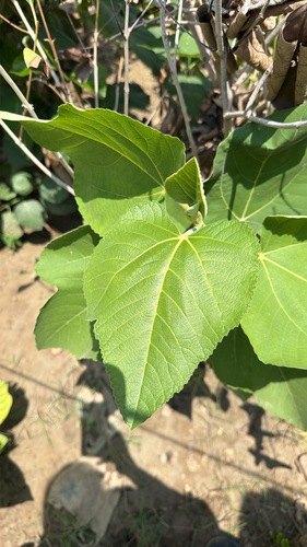 Punjab fig