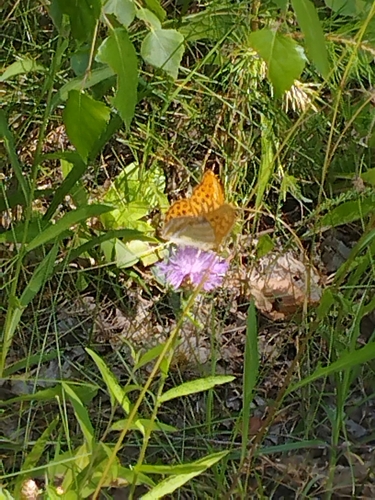 Silver-washed Fritillary