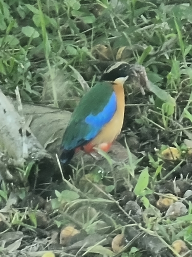 Blue-winged Pitta