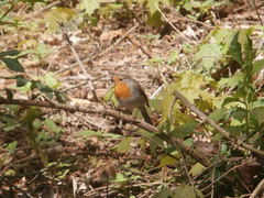 Erithacus rubecula