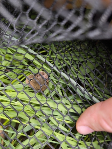 Ringlet