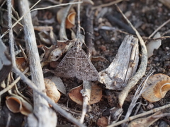 Dichromodes explanata