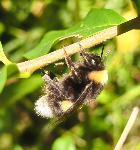 Buff-tailed Bumble Bee