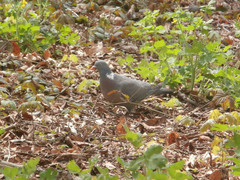 Columba palumbus