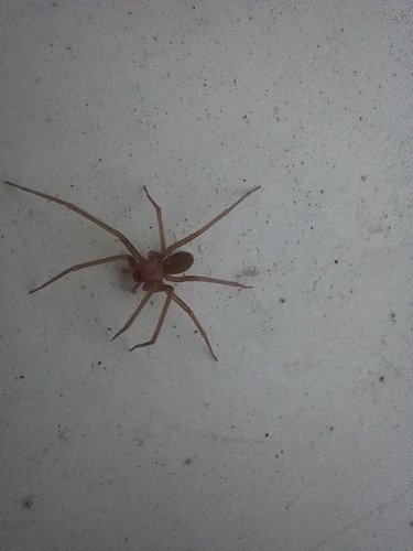 Mediterranean recluse