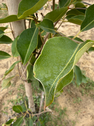 Java plum