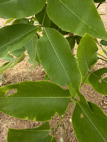 Golden Shower Tree