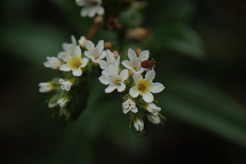Euploca procumbens iNat (3)