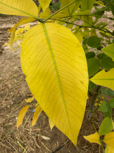 Golden Shower Tree