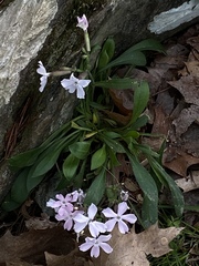Silene caroliniana