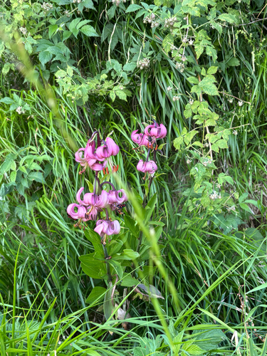 Martagon Lily