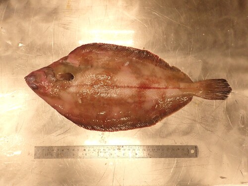 Cynoglossus observed 2026-07-04