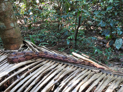 Boa constrictor constrictor