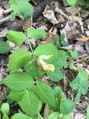 Vicia oroboides