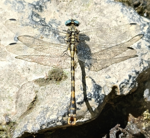 Large Pincertail
