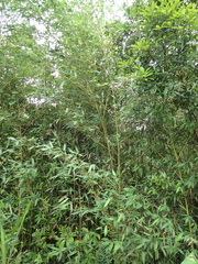 Phyllostachys makinoi