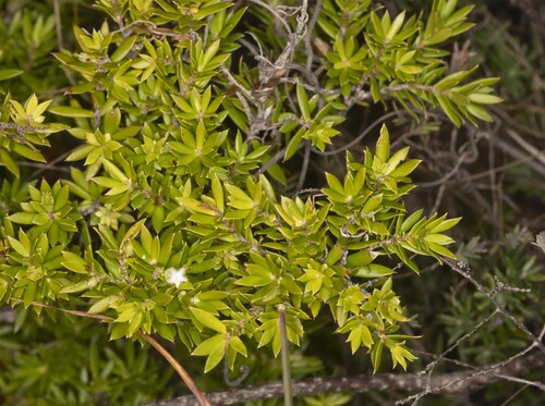 Styphelia leptospermoides, 2026-07-05