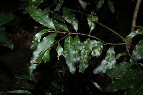 Cinnamomum oliveri, photograph 2