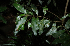 (c) Greg Tasney, some rights reserved (CC BY-SA) Cinnamomum oliveri, photograph (c) Greg Tasney, some rights reserved (CC BY-SA)