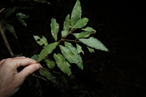 Cinnamomum oliveri, photograph 3